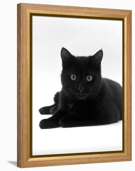 Domestic Cat, Young Black Male-Jane Burton-Framed Premier Image Canvas