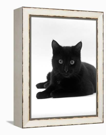 Domestic Cat, Young Black Male-Jane Burton-Framed Premier Image Canvas