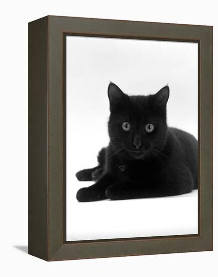 Domestic Cat, Young Black Male-Jane Burton-Framed Premier Image Canvas