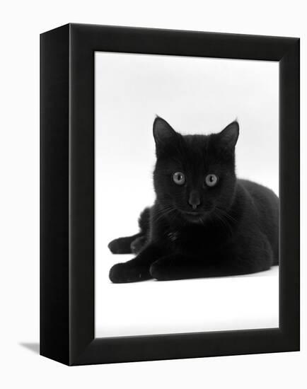 Domestic Cat, Young Black Male-Jane Burton-Framed Premier Image Canvas