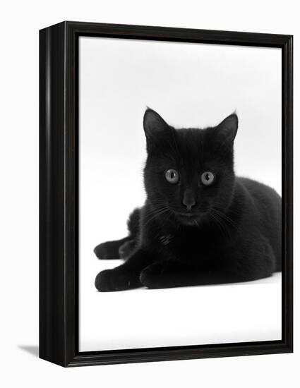 Domestic Cat, Young Black Male-Jane Burton-Framed Premier Image Canvas