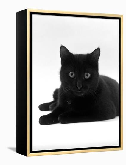 Domestic Cat, Young Black Male-Jane Burton-Framed Premier Image Canvas