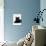 Domestic Cat, Young Black Male-Jane Burton-Photographic Print displayed on a wall