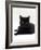 Domestic Cat, Young Black Male-Jane Burton-Framed Photographic Print