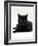 Domestic Cat, Young Black Male-Jane Burton-Framed Photographic Print