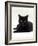 Domestic Cat, Young Black Male-Jane Burton-Framed Photographic Print