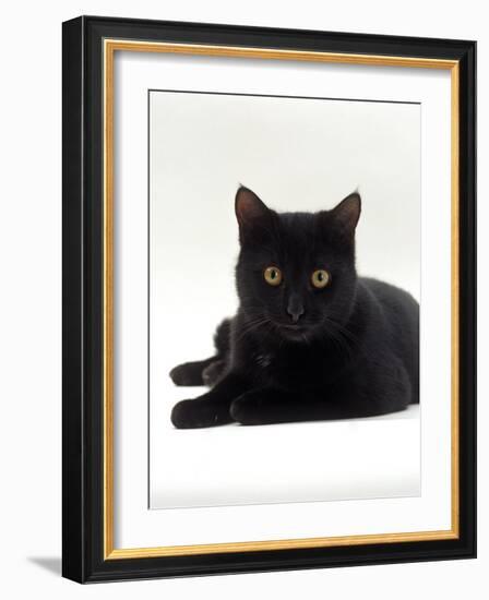 Domestic Cat, Young Black Male-Jane Burton-Framed Photographic Print