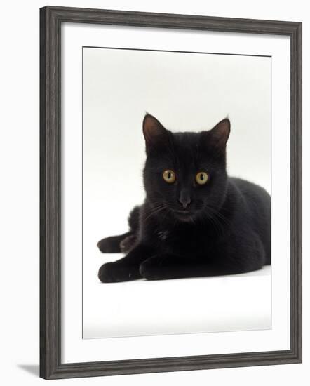 Domestic Cat, Young Black Male-Jane Burton-Framed Photographic Print