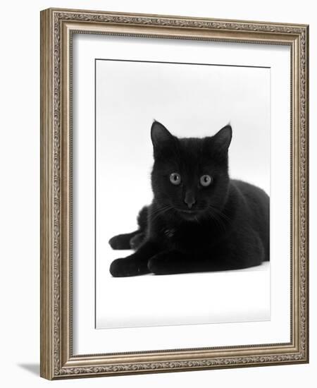 Domestic Cat, Young Black Male-Jane Burton-Framed Photographic Print