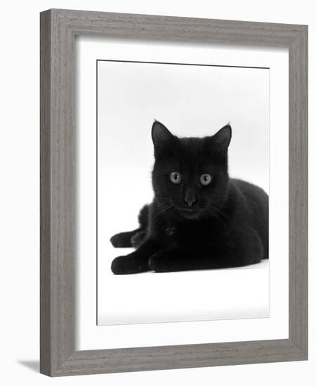 Domestic Cat, Young Black Male-Jane Burton-Framed Photographic Print