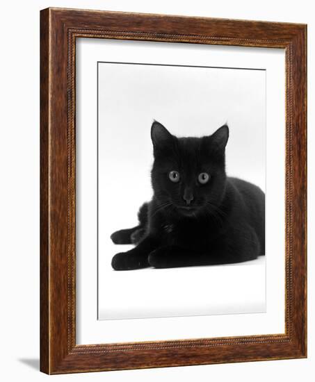 Domestic Cat, Young Black Male-Jane Burton-Framed Photographic Print