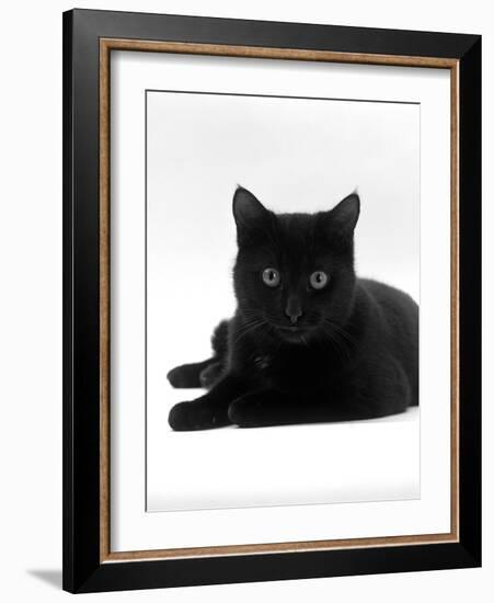 Domestic Cat, Young Black Male-Jane Burton-Framed Photographic Print