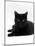 Domestic Cat, Young Black Male-Jane Burton-Mounted Photographic Print