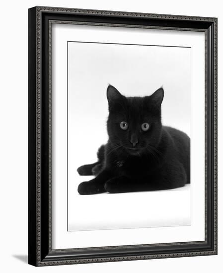 Domestic Cat, Young Black Male-Jane Burton-Framed Photographic Print