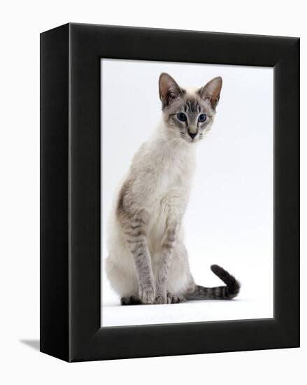 Domestic Cat, Young Tabby Point Siamese-Jane Burton-Framed Premier Image Canvas