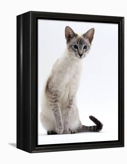 Domestic Cat, Young Tabby Point Siamese-Jane Burton-Framed Premier Image Canvas