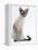 Domestic Cat, Young Tabby Point Siamese-Jane Burton-Framed Premier Image Canvas