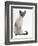 Domestic Cat, Young Tabby Point Siamese-Jane Burton-Framed Premium Photographic Print