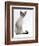 Domestic Cat, Young Tabby Point Siamese-Jane Burton-Framed Premium Photographic Print