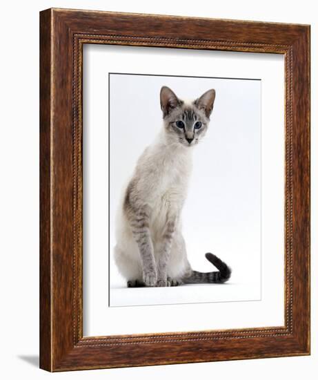 Domestic Cat, Young Tabby Point Siamese-Jane Burton-Framed Premium Photographic Print