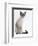 Domestic Cat, Young Tabby Point Siamese-Jane Burton-Framed Premium Photographic Print