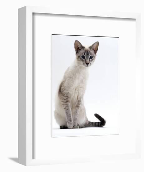Domestic Cat, Young Tabby Point Siamese-Jane Burton-Framed Premium Photographic Print