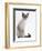 Domestic Cat, Young Tabby Point Siamese-Jane Burton-Framed Premium Photographic Print