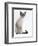 Domestic Cat, Young Tabby Point Siamese-Jane Burton-Framed Premium Photographic Print