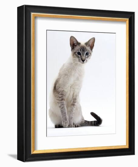 Domestic Cat, Young Tabby Point Siamese-Jane Burton-Framed Premium Photographic Print