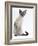 Domestic Cat, Young Tabby Point Siamese-Jane Burton-Framed Photographic Print