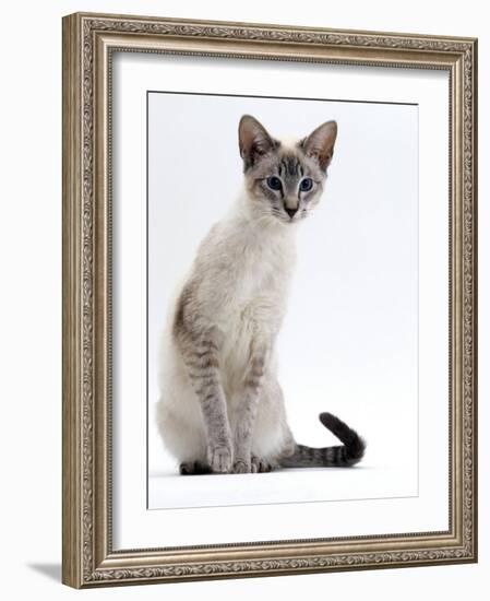 Domestic Cat, Young Tabby Point Siamese-Jane Burton-Framed Photographic Print