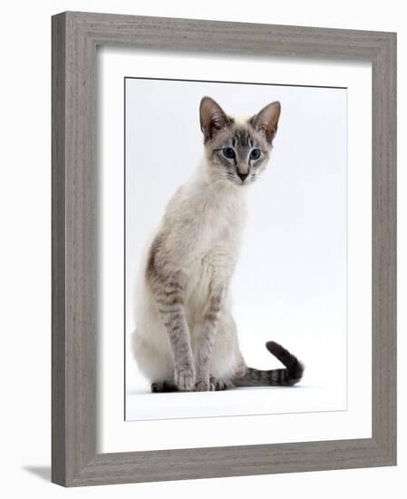 Domestic Cat, Young Tabby Point Siamese-Jane Burton-Framed Photographic Print