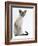 Domestic Cat, Young Tabby Point Siamese-Jane Burton-Framed Photographic Print