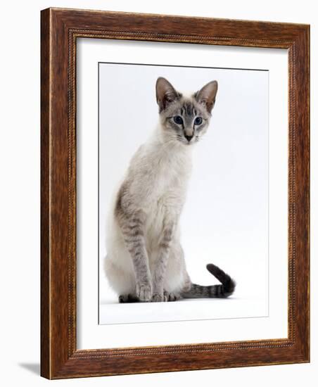 Domestic Cat, Young Tabby Point Siamese-Jane Burton-Framed Photographic Print