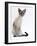 Domestic Cat, Young Tabby Point Siamese-Jane Burton-Framed Photographic Print