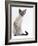 Domestic Cat, Young Tabby Point Siamese-Jane Burton-Framed Photographic Print