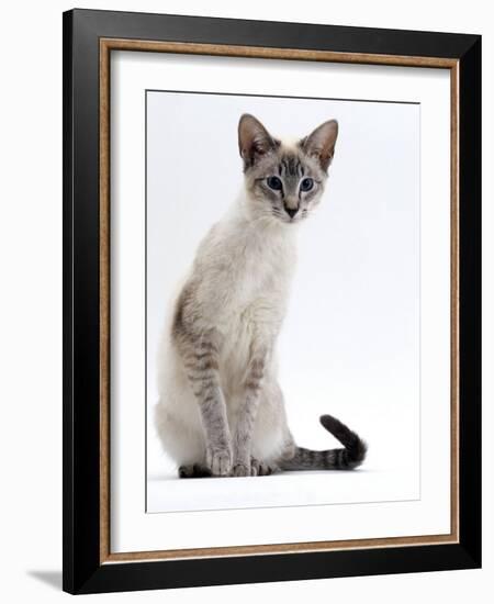 Domestic Cat, Young Tabby Point Siamese-Jane Burton-Framed Photographic Print