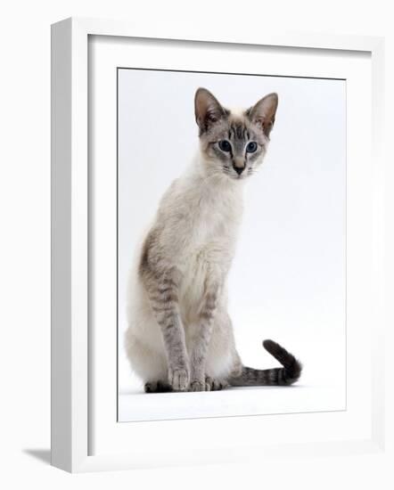 Domestic Cat, Young Tabby Point Siamese-Jane Burton-Framed Photographic Print