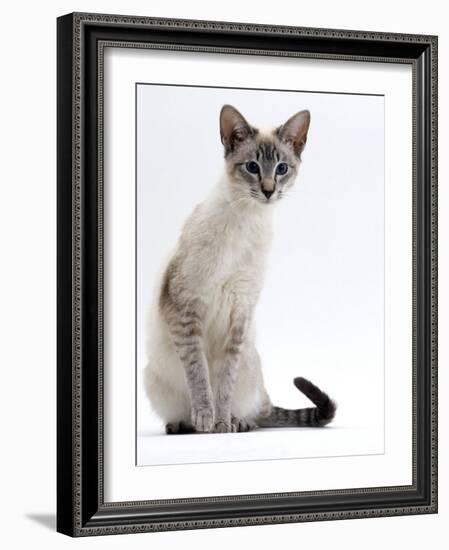 Domestic Cat, Young Tabby Point Siamese-Jane Burton-Framed Photographic Print