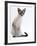 Domestic Cat, Young Tabby Point Siamese-Jane Burton-Framed Photographic Print