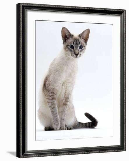 Domestic Cat, Young Tabby Point Siamese-Jane Burton-Framed Photographic Print