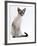 Domestic Cat, Young Tabby Point Siamese-Jane Burton-Framed Photographic Print