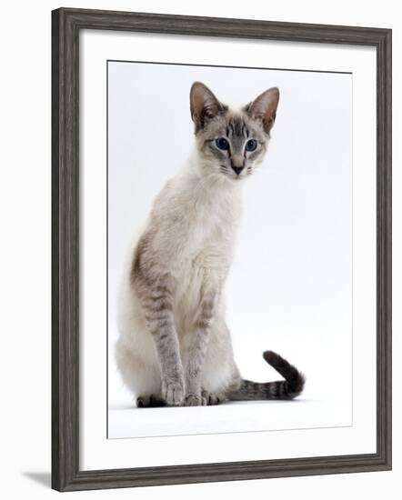 Domestic Cat, Young Tabby Point Siamese-Jane Burton-Framed Photographic Print