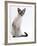 Domestic Cat, Young Tabby Point Siamese-Jane Burton-Framed Photographic Print