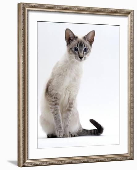 Domestic Cat, Young Tabby Point Siamese-Jane Burton-Framed Photographic Print