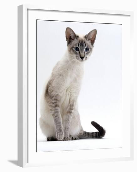 Domestic Cat, Young Tabby Point Siamese-Jane Burton-Framed Photographic Print