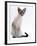 Domestic Cat, Young Tabby Point Siamese-Jane Burton-Framed Photographic Print