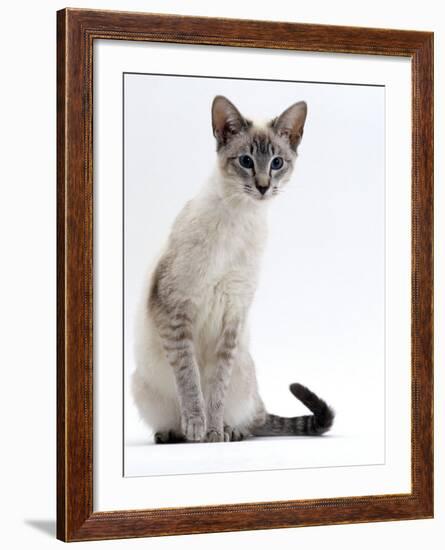 Domestic Cat, Young Tabby Point Siamese-Jane Burton-Framed Photographic Print