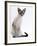 Domestic Cat, Young Tabby Point Siamese-Jane Burton-Framed Photographic Print