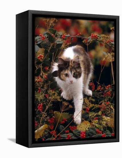 Domestic Cat, Young Tortoiseshell-And-White Among Cotoneaster Berries and Ground Elder Seedheads-Jane Burton-Framed Premier Image Canvas